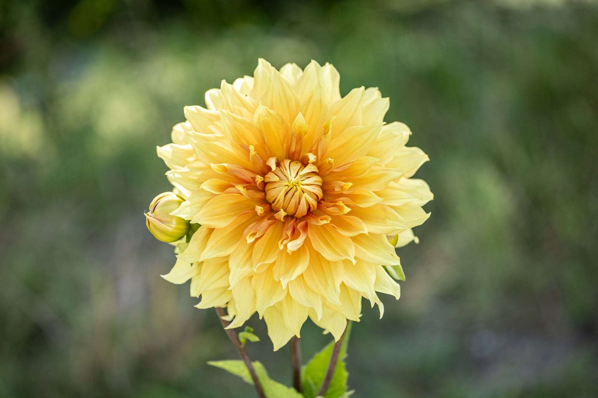 Dahlia 'Hamari Gold'